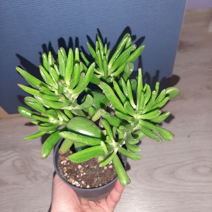 Crassula Gollum,  Gollum