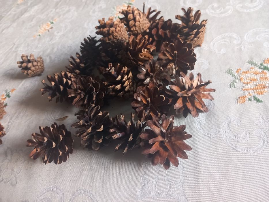 Baza DIY: 12 szyszek sosnowych (z własnej działki)