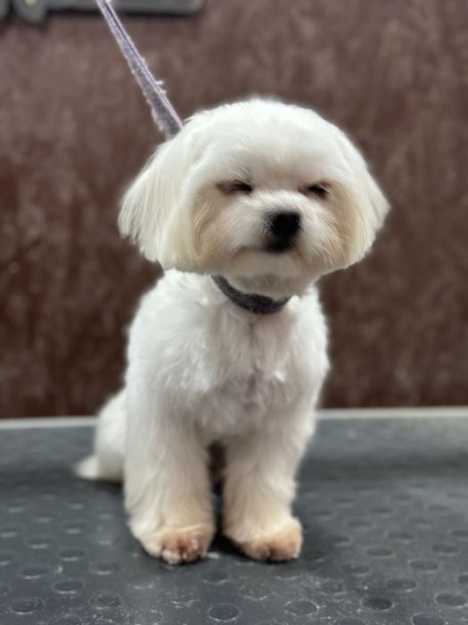 В'язка собак мальтійська болонка