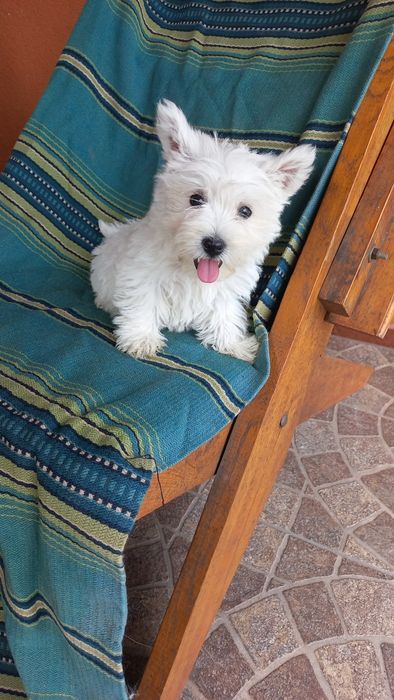 Suczka West Highland White Terrier