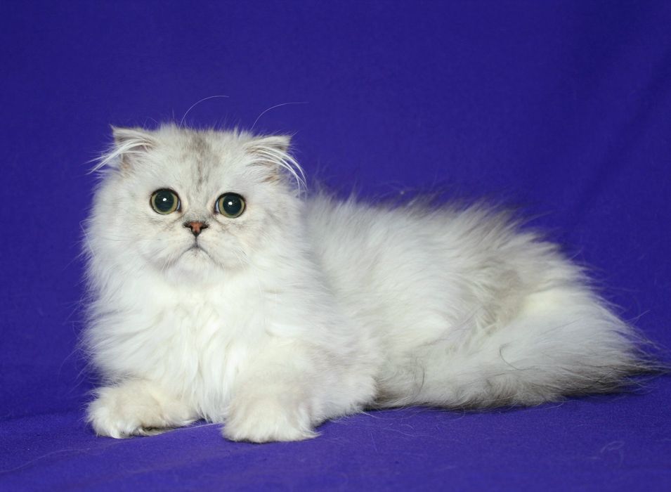Шотландский мальчик фолд