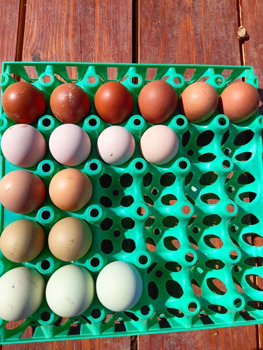 Kolorowe jajka lęgowe