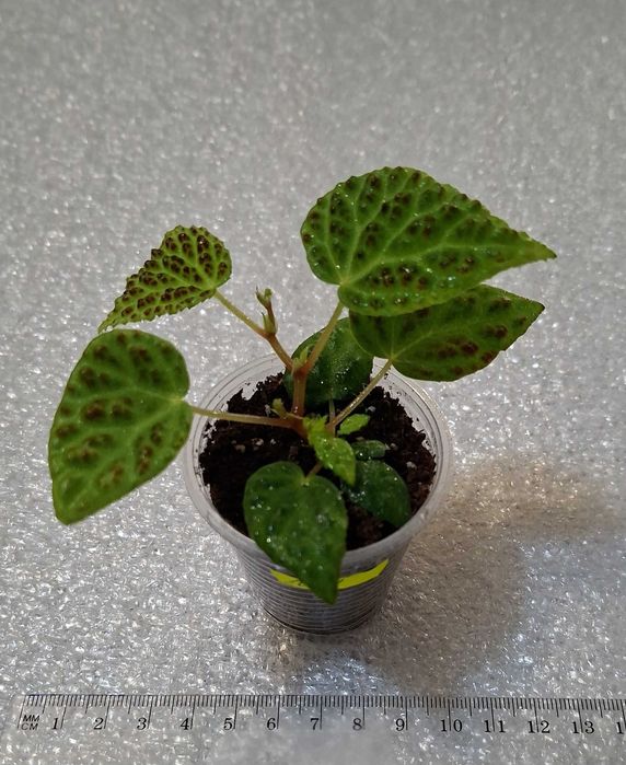 Бегонія Дракопельта (begonia dracopelta). Дітка