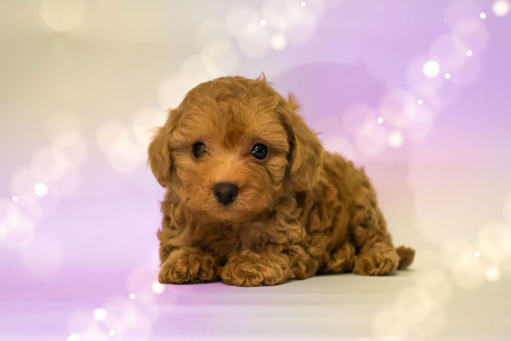 Maltipoo f1b piesek Gucio mama maltipoo tata pudel toy