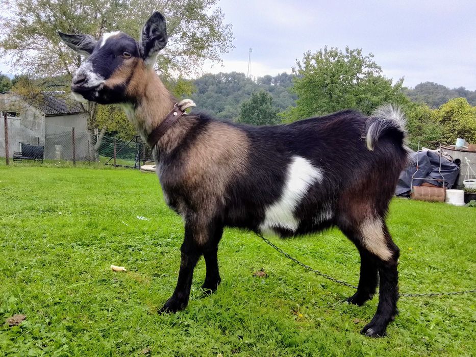 Sprzedam młoda kozę