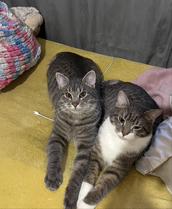 Котики в хорошие руки , кошенята в люблячі руки