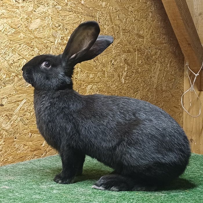 Samiczka Olbrzym Srokacz Czarny .