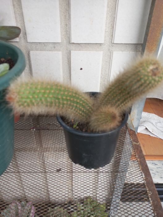 Suculentas disponíveis para entrega  1,50€ e2,50€