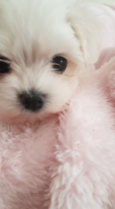 Maltańczyk Mini Piesek z Rodowodem. Przepiękny, czysto biały.