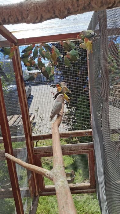 Papugi nierozłączki czerwonoczelna