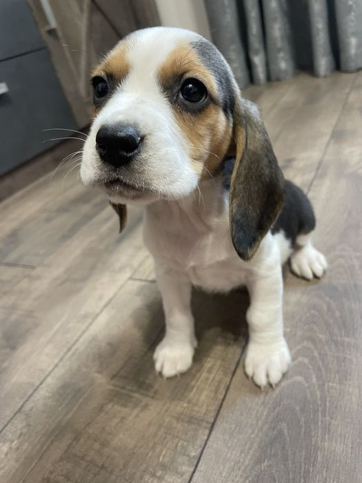 Бігль цуценята триколор