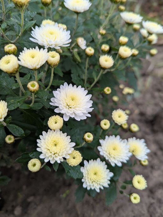 Хризантема середніх сортів