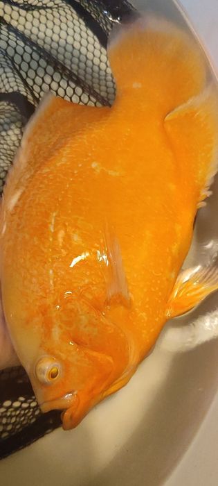 Pielęgnice pawiookie parka.