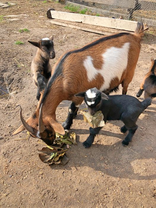 Карликрвая коза Голландский гном мини козлята