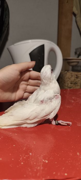 Caturra albina domesticada