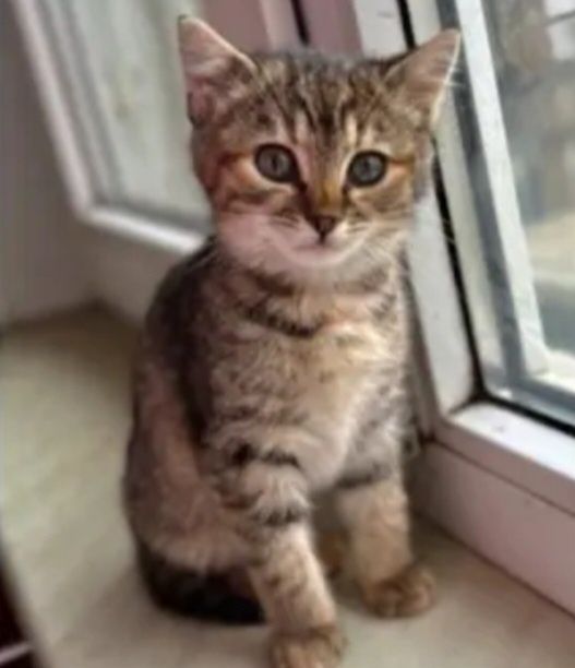 Отдам даром в добрые руки полосатого котенка