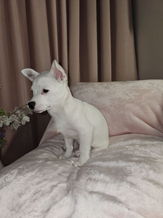 Девочка беленькая маленькая