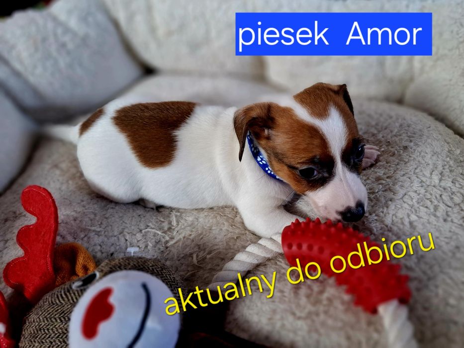 Piesek  3 miesięcznyJack Russell   JUŻ ODBIÓR   RODZICE W HODOWLI