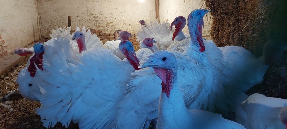 Продаж індиків біг 6