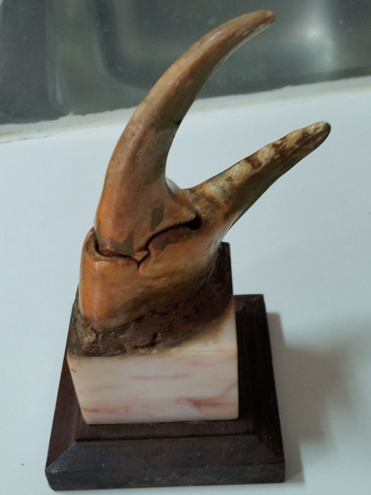 Escultura tenáz de sapateira