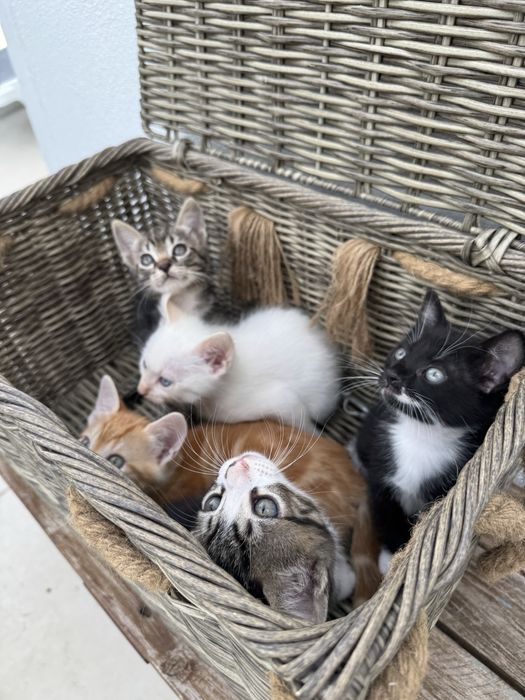 Gatinhos para Adoção
