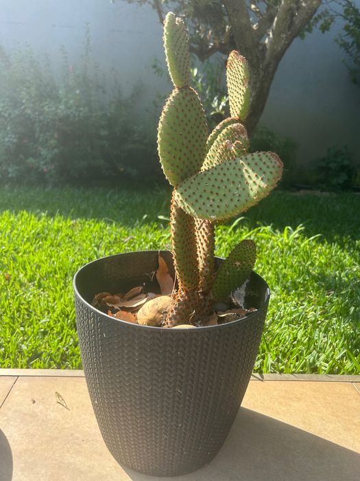 Cactos e suculentas