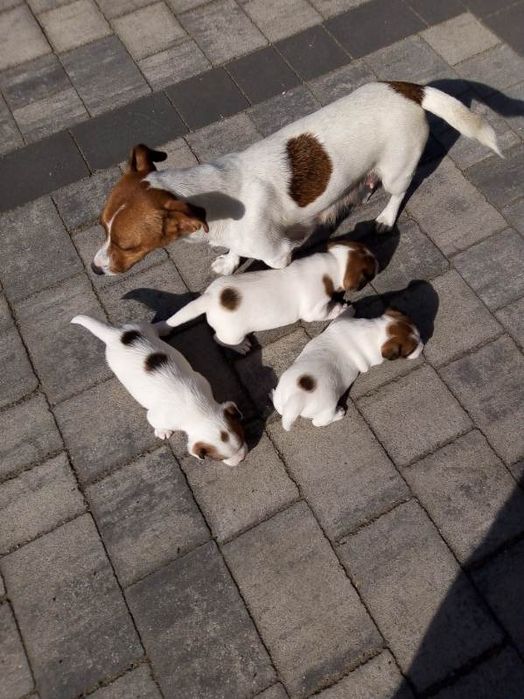 Jack Russell Terrier