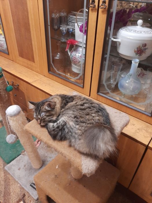 Бобтейл дівчинка мраморна 6 міс.