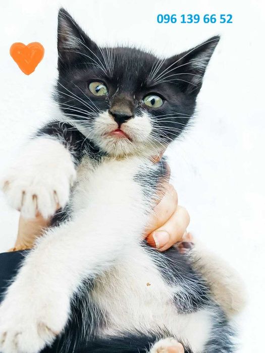 Котик котята красивый рыжий тигровый