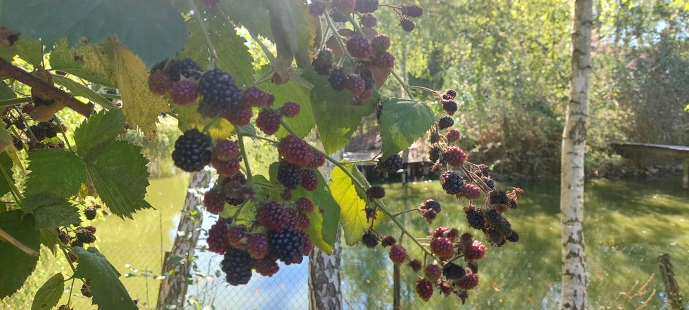 Dom gościnny Stary Spichlerz nad Wartą