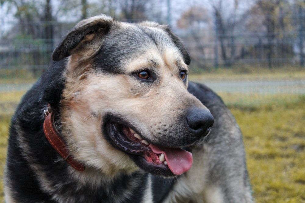 Borys - właściciel zmarł, a Borys tęskni! Cudowny psiak do adopcji