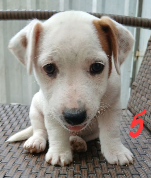 JACK RUSSEL terrier