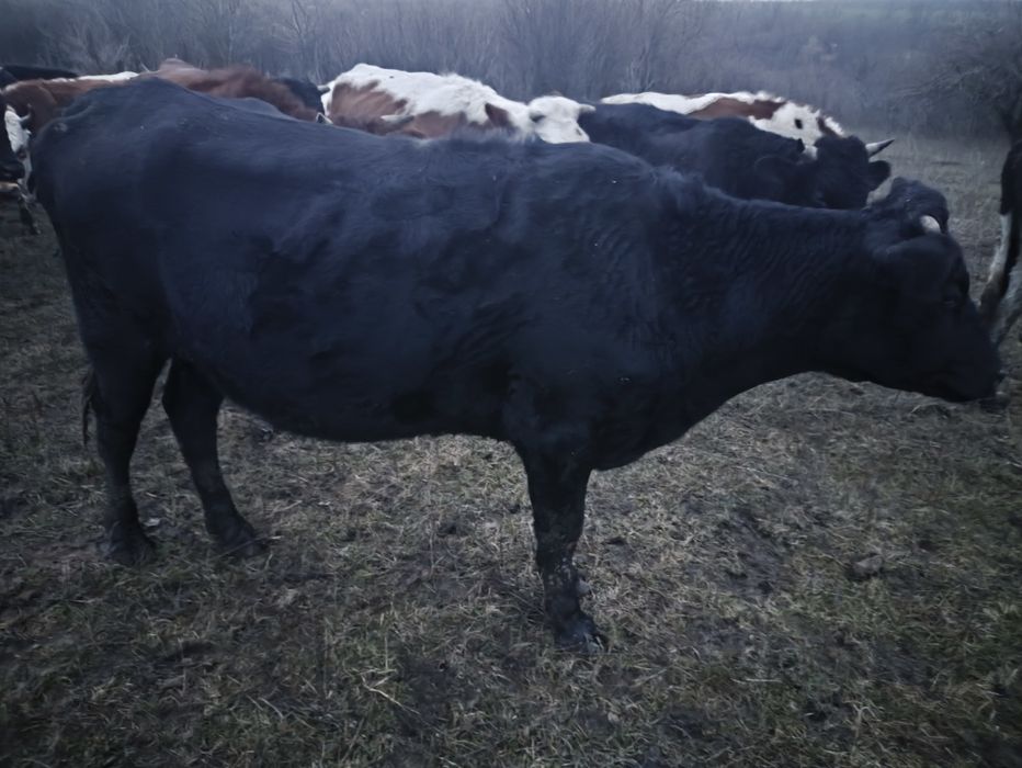 Продам глибоко тільних телиць. Крс