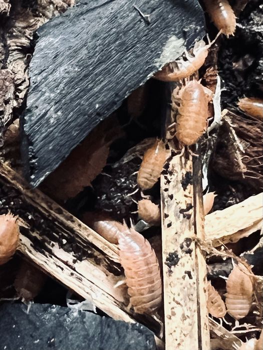 Porcellio laevis „Orange” – Isopody, Równonogi (Ekipa sprzątająca / Karmówka)