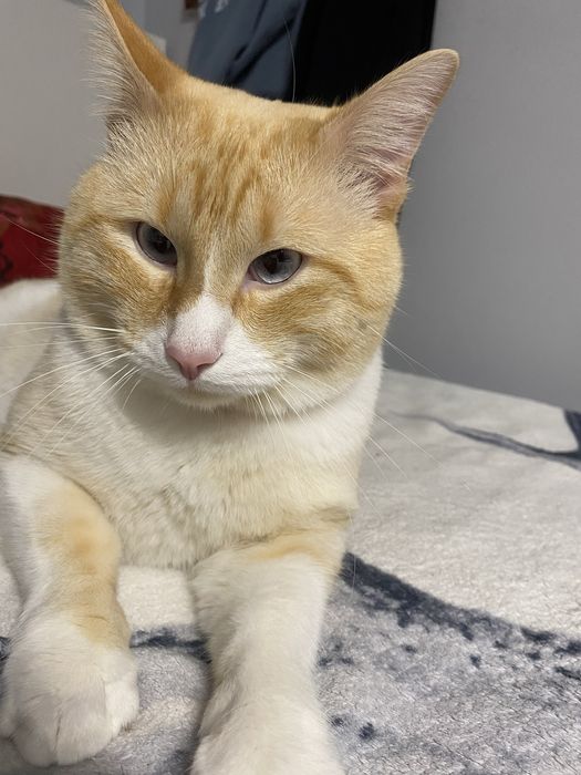 Gato adulto para adoção