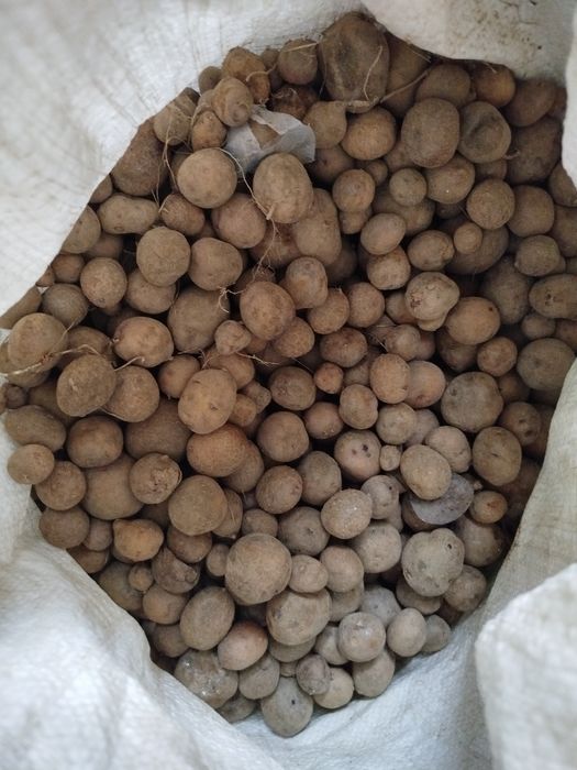 Продам дрібну картоплю,  моркву та цибулю.