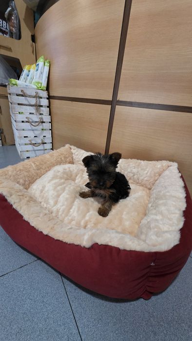 Yorkhire terrier fêmea mini