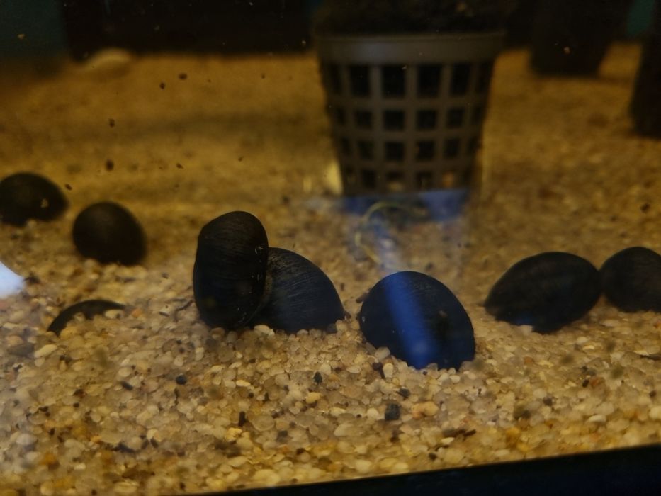 Ślimak helmet zjada glony