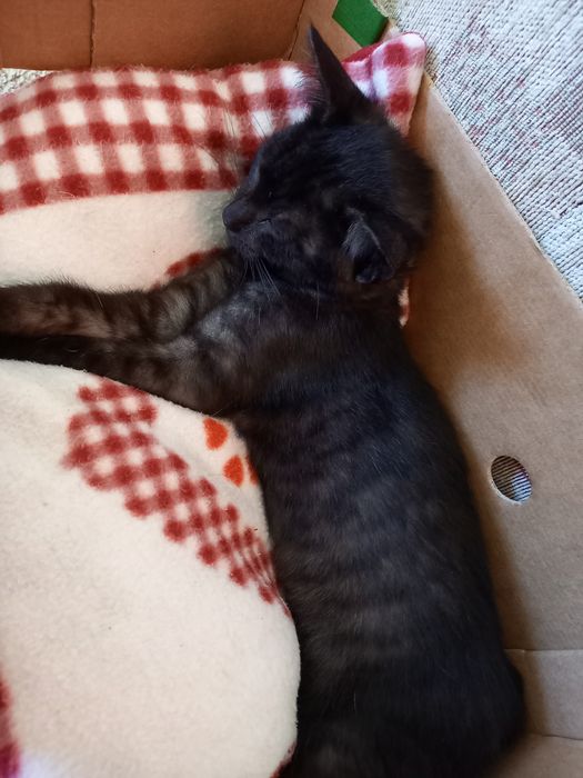 Oddam kotki w dobre ręce