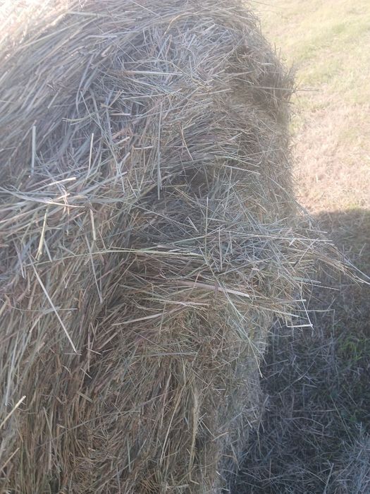 Sprzedam siano.     .
