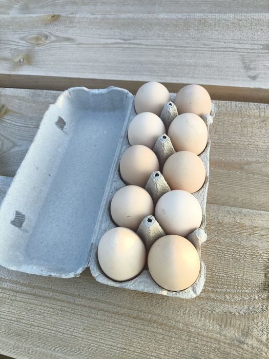 Jaja wiejskie wolny wybieg