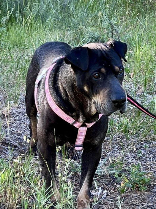 Cão para adoção responsável