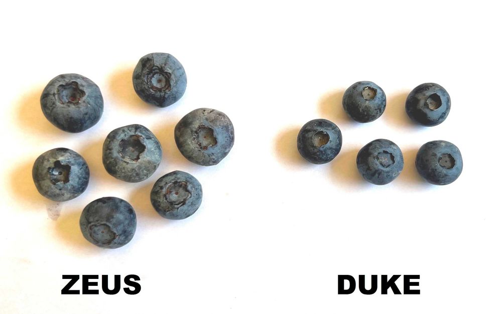 Borówka amerykańska ZEUS PBR donica 3litry