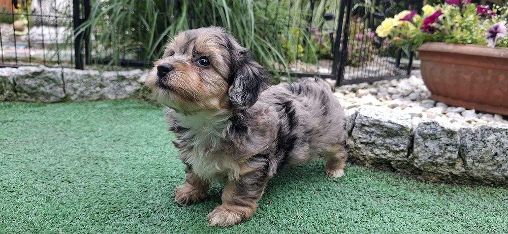 Maltipoo z metryką