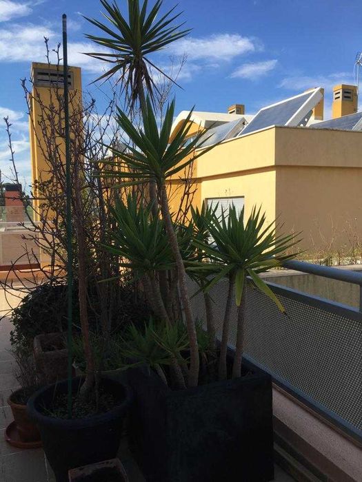 Yucca gigante com cerca de 1,80 m