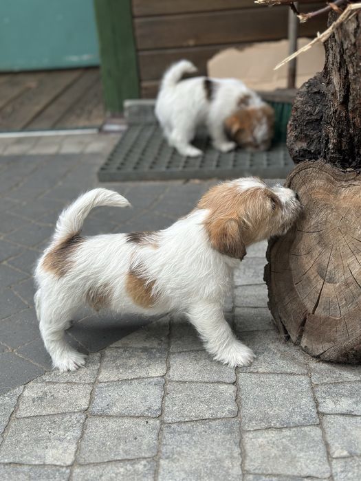 Jack Russell Terrier