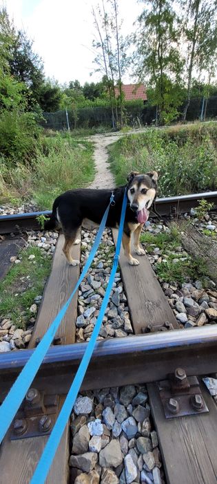 Szarik do adopcji.