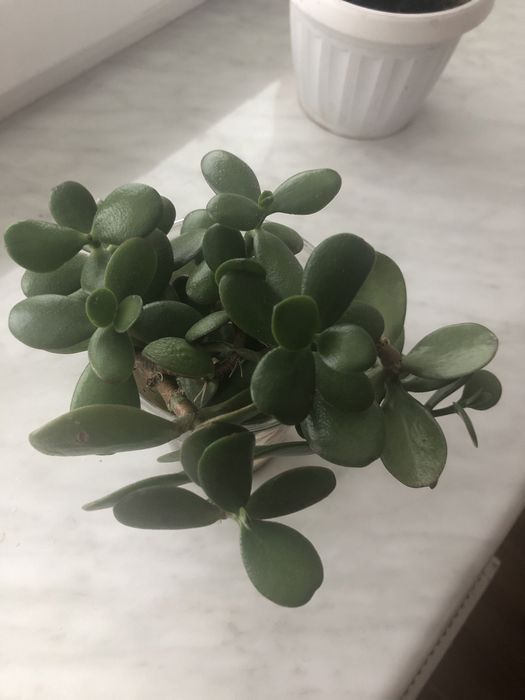 Грошове дерево Толстянка  Красула