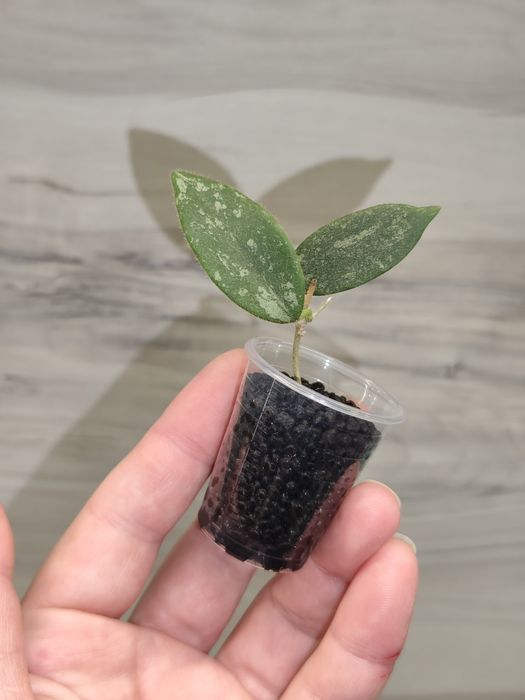 Хойя Hoya Mitrata Silver, Latifolia silver та ін.