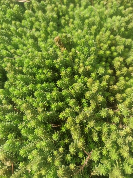 Седуми ( Очитки)